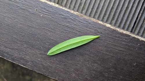 Podocarpus costalis