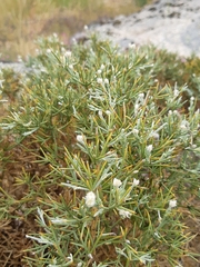 Echinospartum ibericum