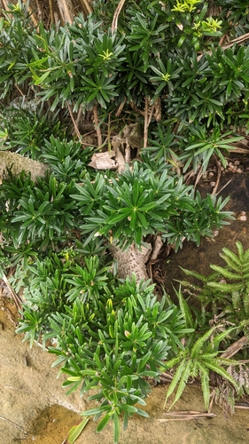 Podocarpus costalis
