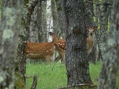 Cervus nippon mantchuricus