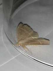 Trisateles emortualis