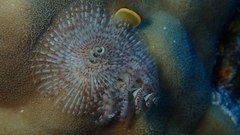 Spirobranchus corniculatus