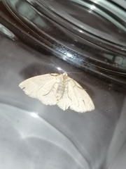 Trisateles emortualis