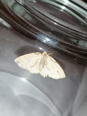 Trisateles emortualis