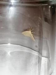 Trisateles emortualis