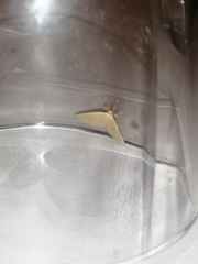 Trisateles emortualis