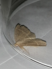 Trisateles emortualis