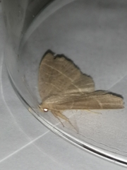 Trisateles emortualis