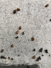 Harmonia axyridis