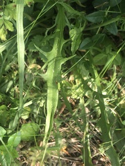 Crepis capillaris