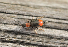 Cerapheles terminatus