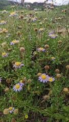 Aster oldhamii