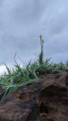 Lilium longiflorum scabrum