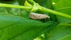 Epiblema grandaevana