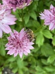 Apis mellifera