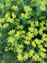 Euphorbia oblongata
