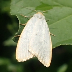 Cybosia mesomella