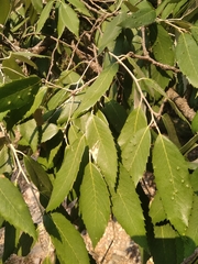 Quercus oblongata