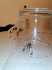 Melanchra persicariae