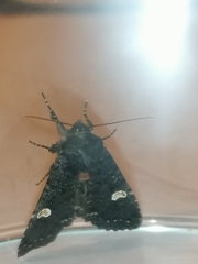 Melanchra persicariae