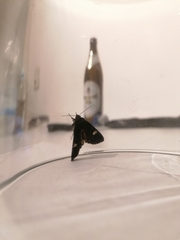 Melanchra persicariae