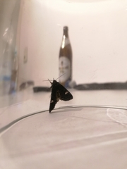 Melanchra persicariae