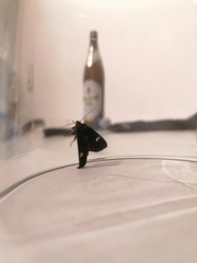 Melanchra persicariae