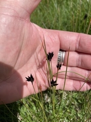 Juncus jacquinii