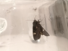 Melanchra persicariae