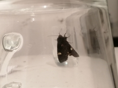 Melanchra persicariae