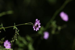 Chelostoma rapunculi
