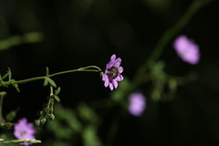 Chelostoma rapunculi