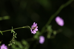 Chelostoma rapunculi