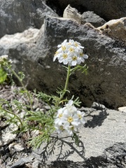 Achillea atrata