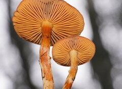 Cortinarius kula