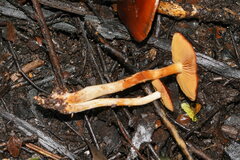 Cortinarius kula