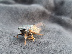 Cicadetta montana
