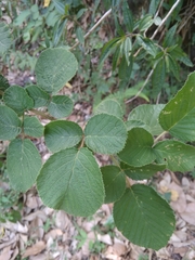 Rubus ellipticus