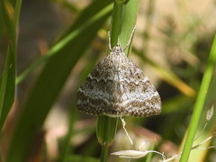 Evergestis sophialis