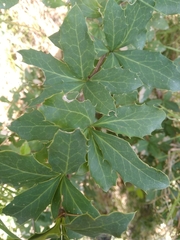 Berberis asiatica