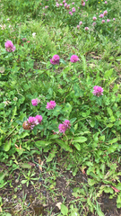 Trifolium pratense