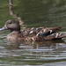 Southern African Black Duck - Photo (c) fayne, some rights reserved (CC BY-NC), uploaded by fayne