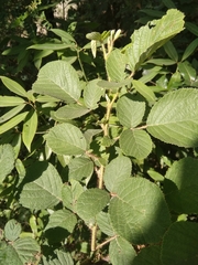 Rubus ellipticus