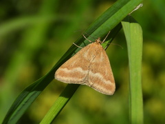 Pyrausta aerealis