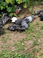 Columba livia
