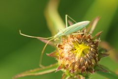 Megaloceroea recticornis