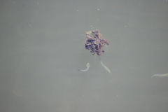 Atherinops affinis