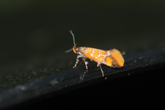 Promalactis procerella