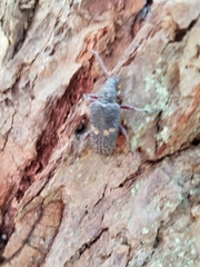 Sachalinobia rugipennis