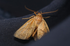 Apoda limacodes